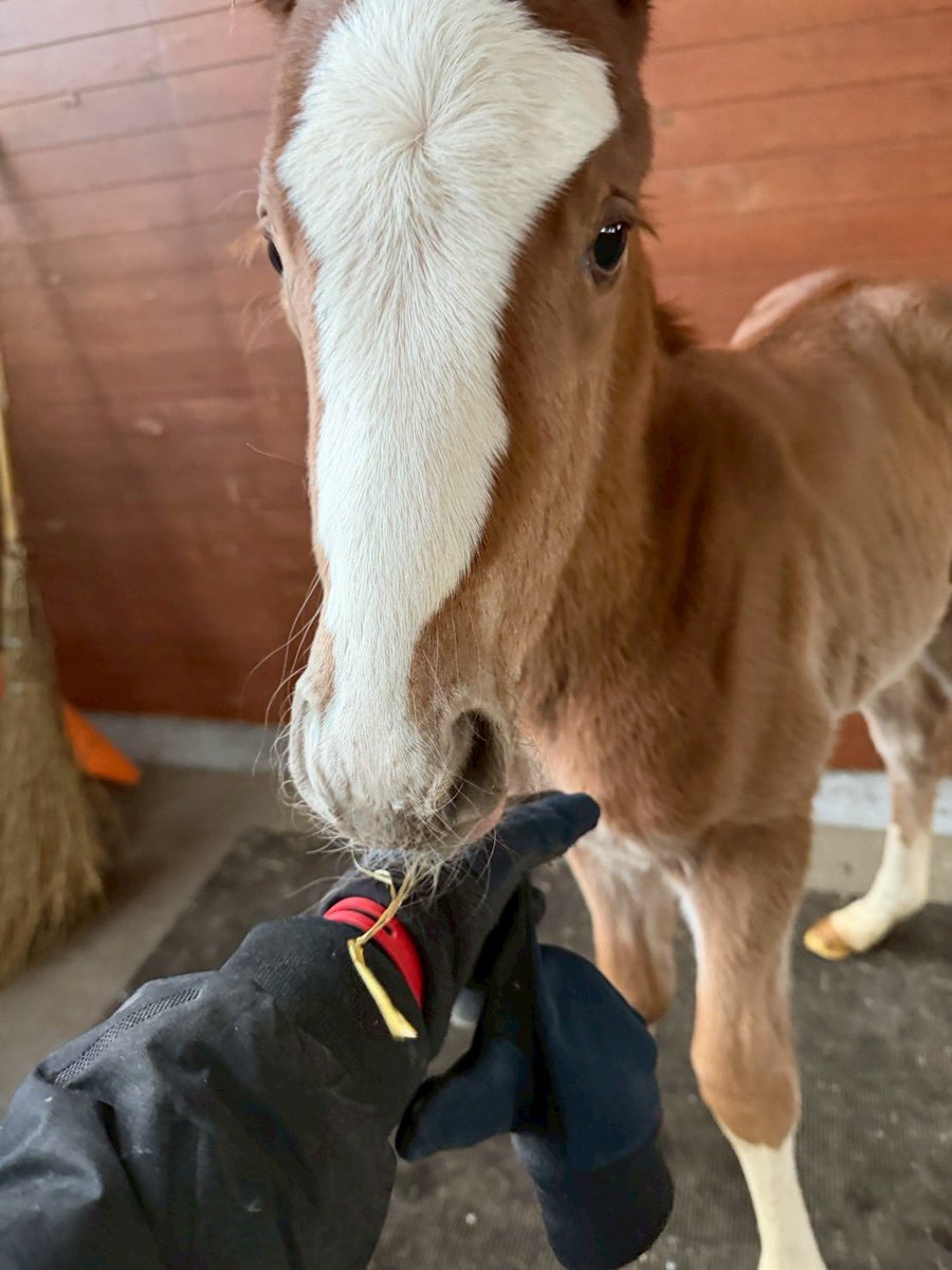 トルネードフラッグがセリフォスのド派手な男の子を出産しました🐴
顔だけではなく足も4本とも靴下はいてます🎵トルネードお疲れ様！しばらくお産続きそうです🐴何はともあれみんな無事に！！