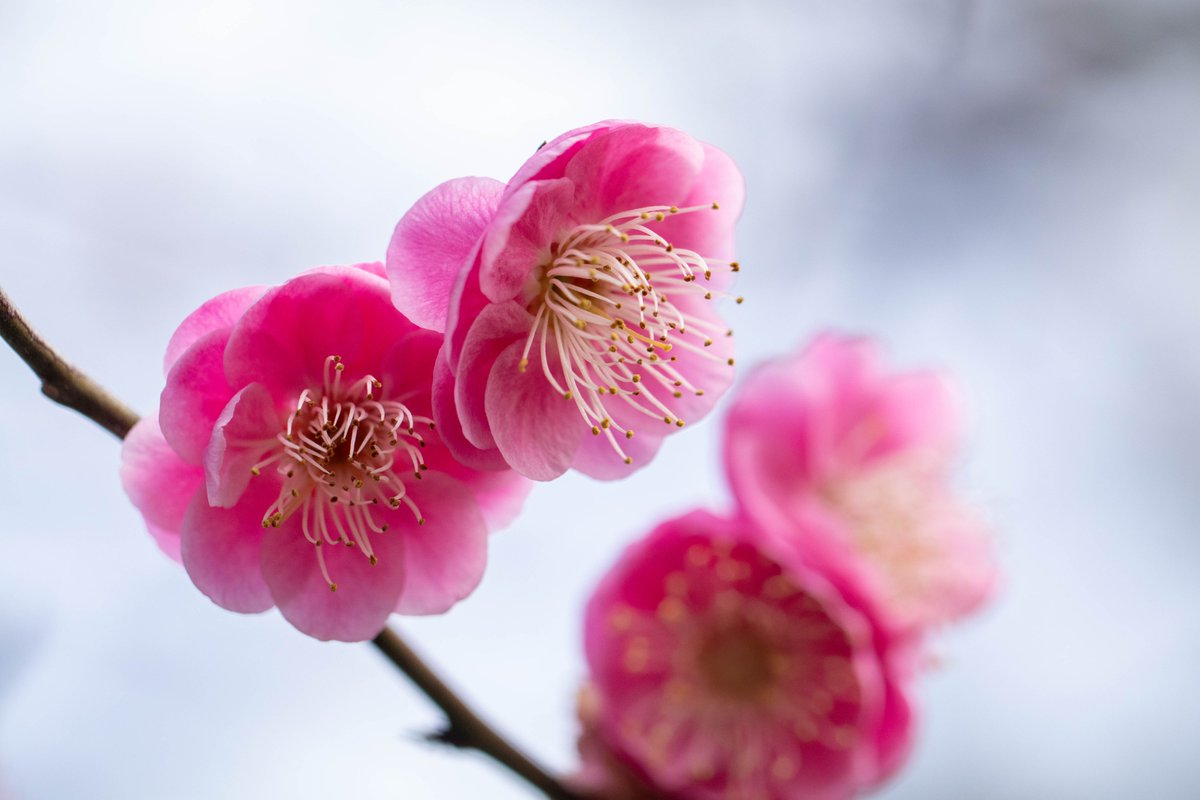 お寺に梅の花を撮りに行ってきたけど、この木しか咲いてませんでした🫤
もう少し暖かくなってから、また撮りにこよう😀

＃梅　＃ウメ　＃長勝寺
＃写真好きな人と繋がりたい　
＃写真撮ってる人と繋がりたい　
＃ファインダー越しの私の世界
