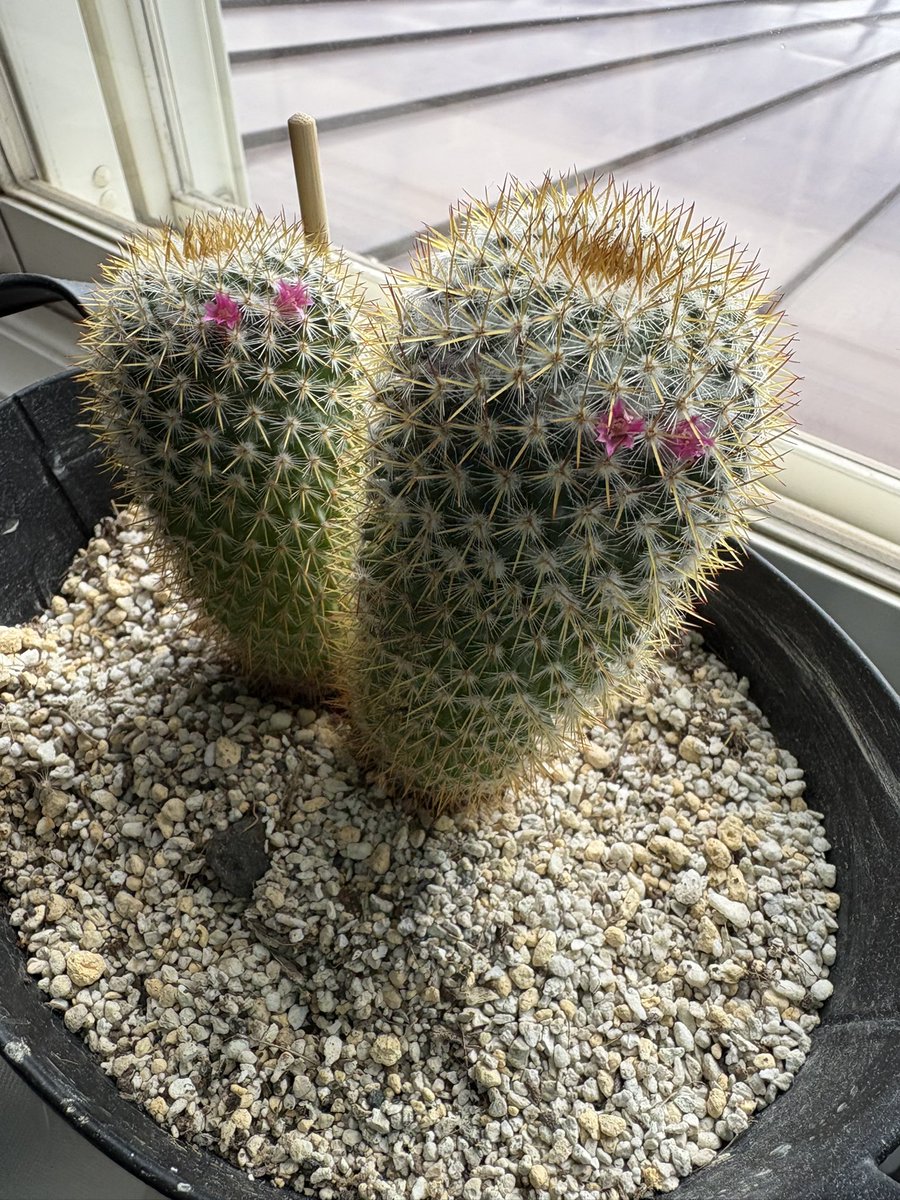 サボテンに花咲いてる！！！？？！？ ミニサボテンから10年ぐらい育て