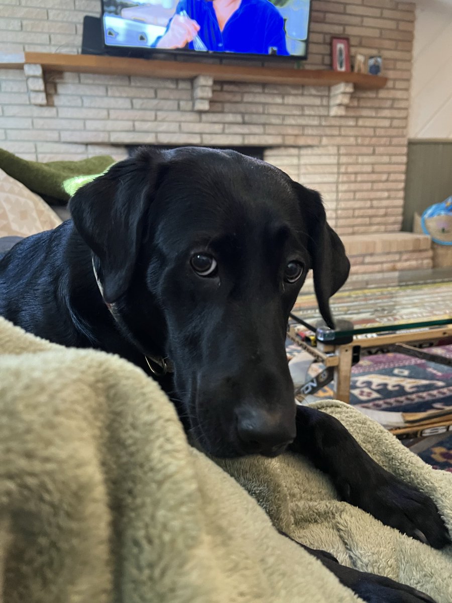 safiakhanmn's tweet photo. Muslim here.  And here is my shadow, Layla. 

She can sit, stay, hunt, and refrain from dehumanizing millions of Americans.

By that standard alone, she’s more qualified for Congress than Randy Fine. https://t.co/17JByzOkpy