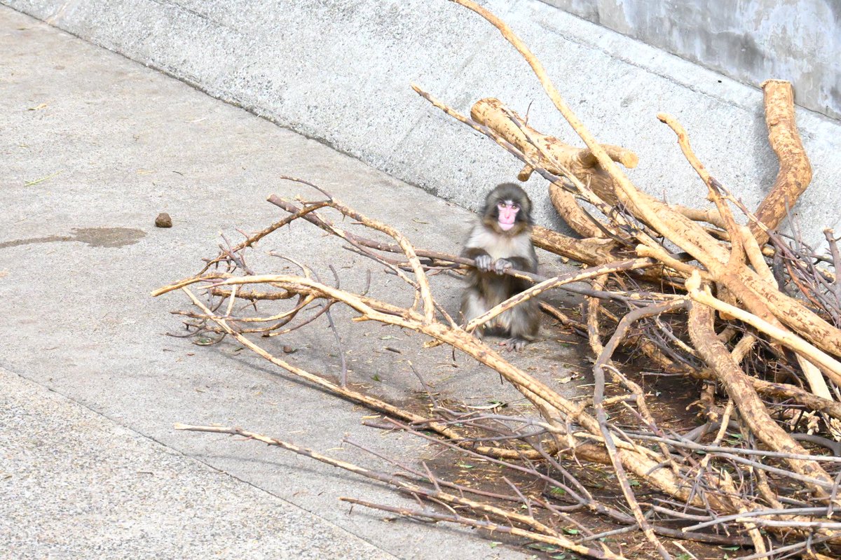 hamuhamu202205's tweet photo. パンチくんに会いに行きました🐒
大人のお猿さんと一緒に過ごしたり、1人遊び楽しんだりしていた🤭
#がんばれパンチ
#市川市動植物園 https://t.co/4tMtKvymgw
