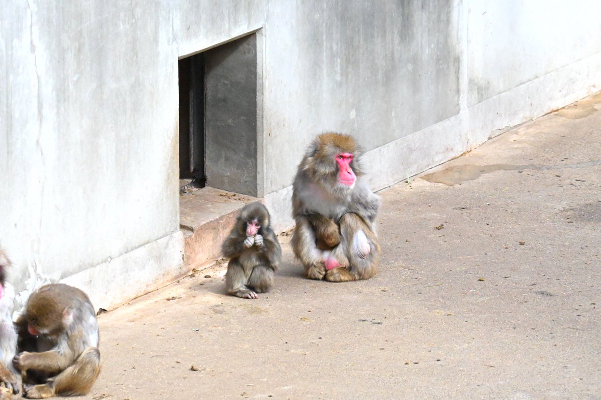 hamuhamu202205's tweet photo. パンチくんに会いに行きました🐒
大人のお猿さんと一緒に過ごしたり、1人遊び楽しんだりしていた🤭
#がんばれパンチ
#市川市動植物園 https://t.co/4tMtKvymgw