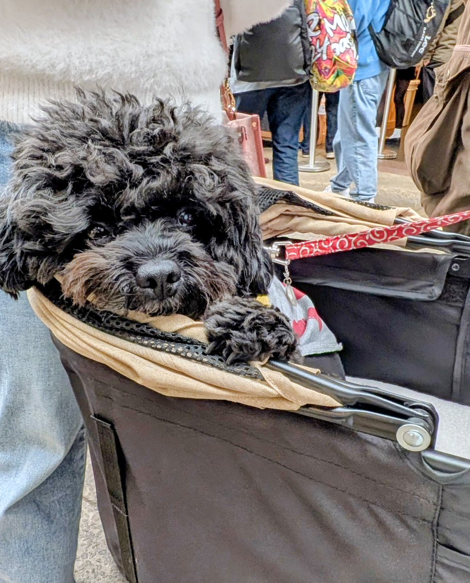 sasisusesodesu2's tweet photo. ちょいとドライブ行ってきた🐶
駅から熱海銀座までお散歩🐾
CHABAKKAのドラフトティー

平和通りで食べ歩き🐶
アワビ、温泉饅頭、金目鯛干物
ぽん君は、食べるものなくて
ガッカリかな https://t.co/vXQM507lnD