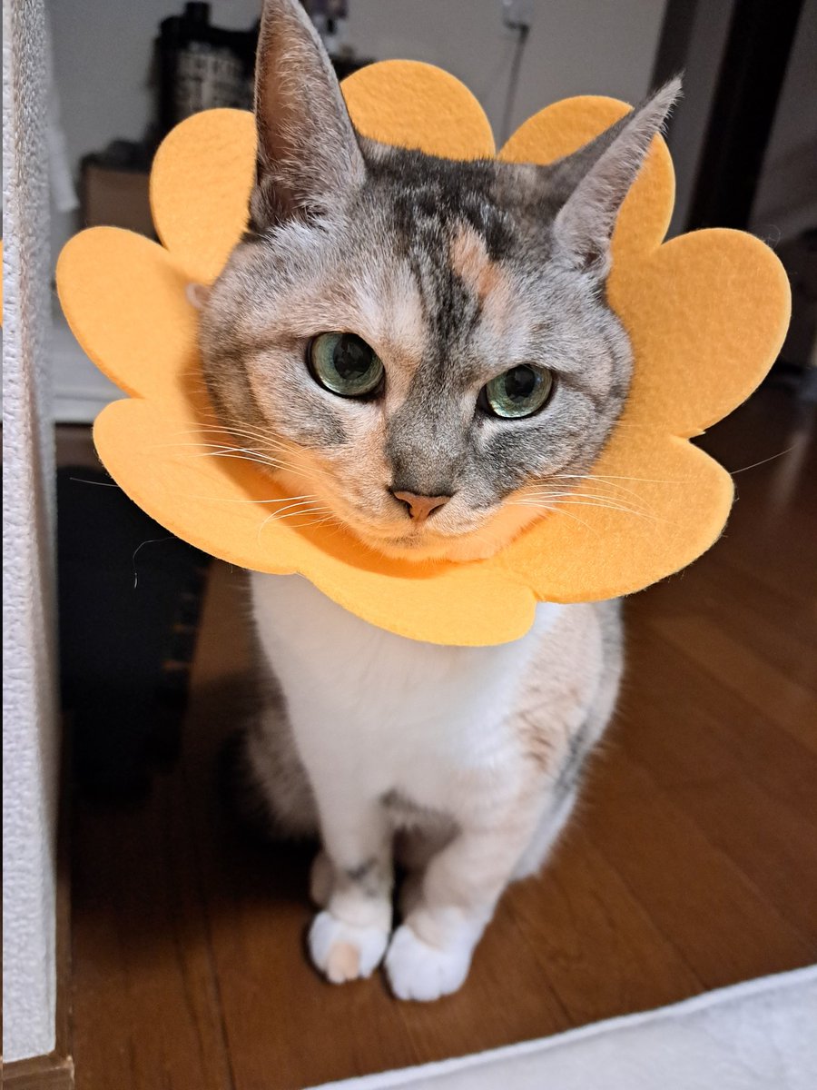 R3xxxxxxxx's tweet photo. カラーつけても舐めれるくらい慣れてしまって困る、、 https://t.co/LdJNG27Ohm