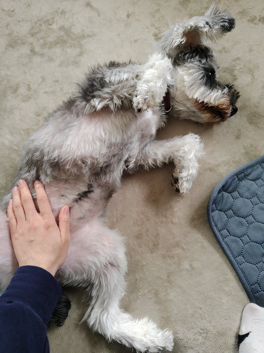 今日のヘソ天。

#ミニチュアシュナウザー