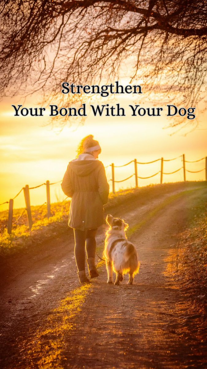 mydogblog's tweet photo. How to strengthen your bond with your dog — simple, science backed habits that build trust and connection. https://t.co/mn342Ve3Ro https://t.co/Vf851TXyOI