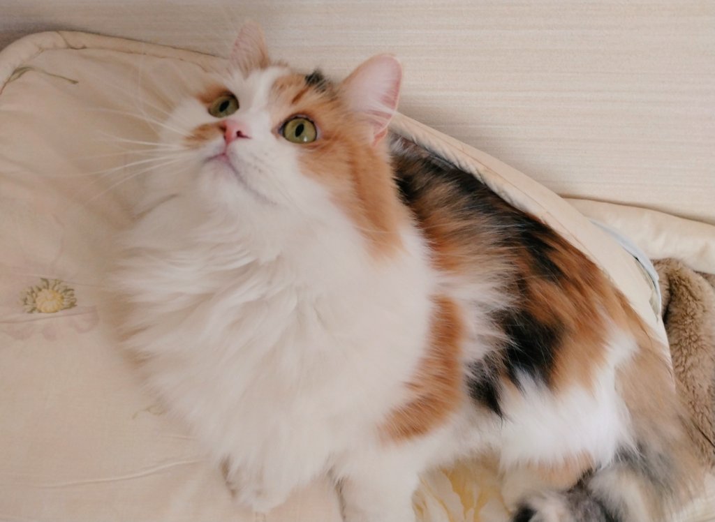 ネコ好きおじさん (@nekomito0729) / Posts / X