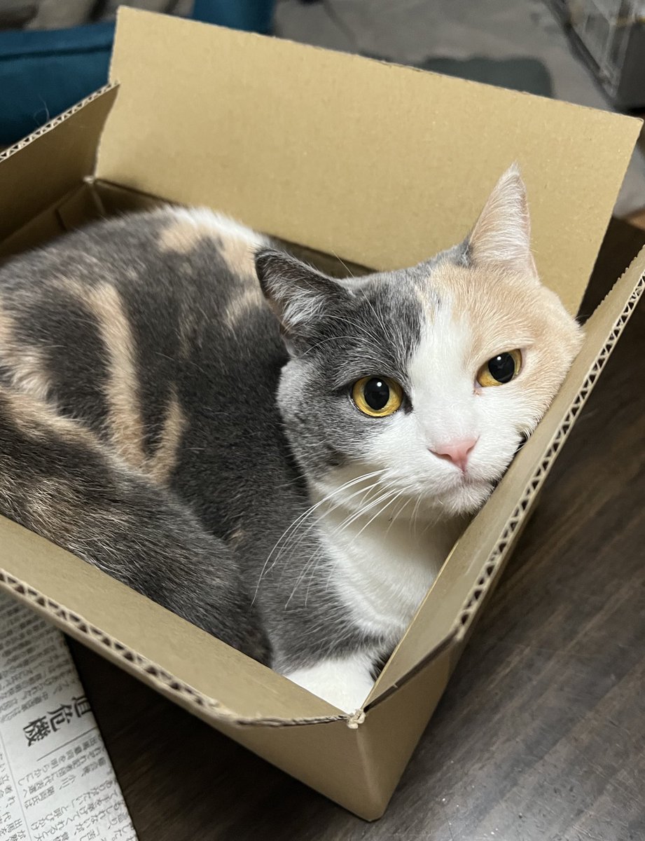 Kaseki (@Kaseki11) / Posts and Replies / X