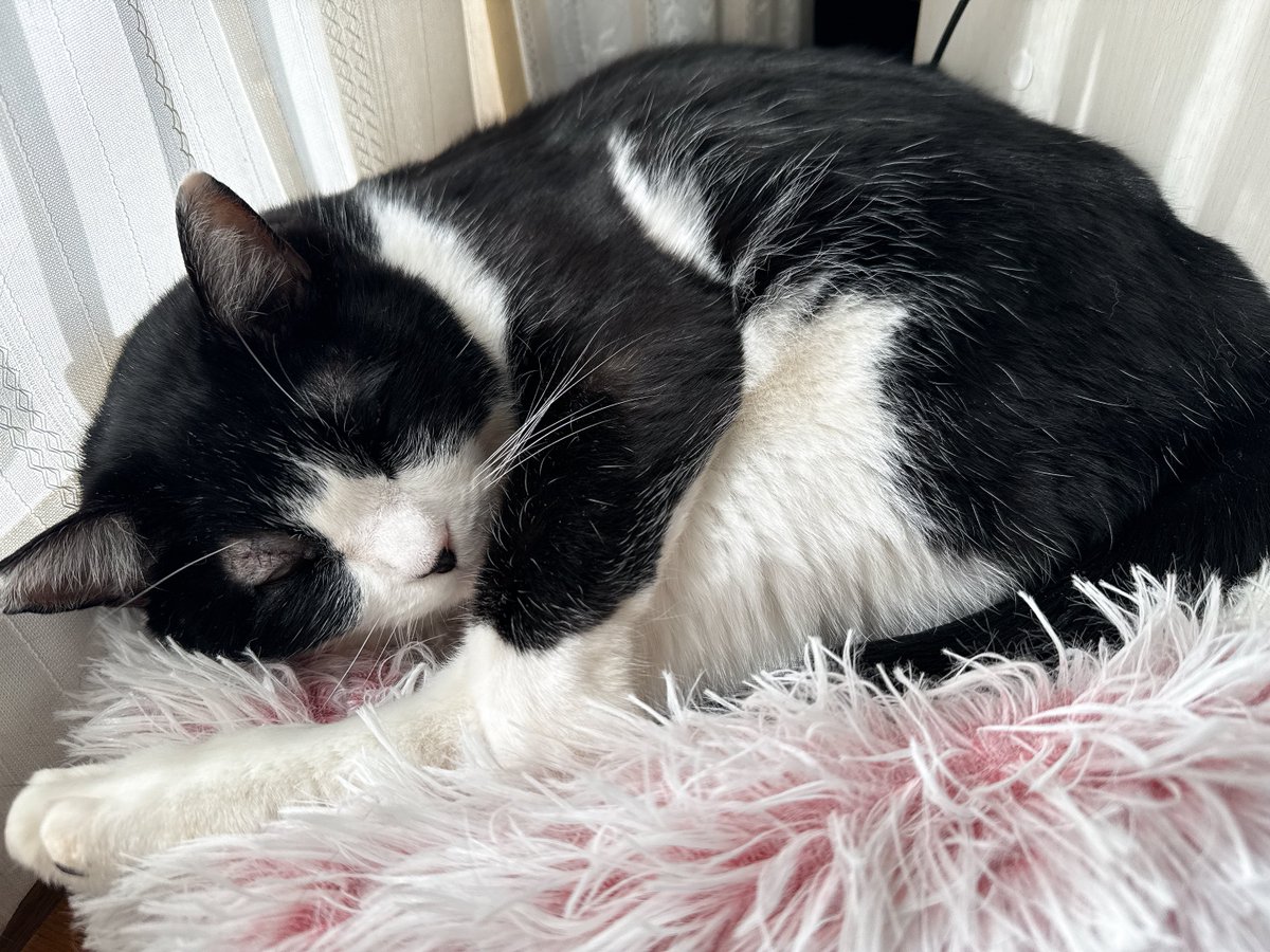 傷口気にしてる様子もなくてえらすぎねこ