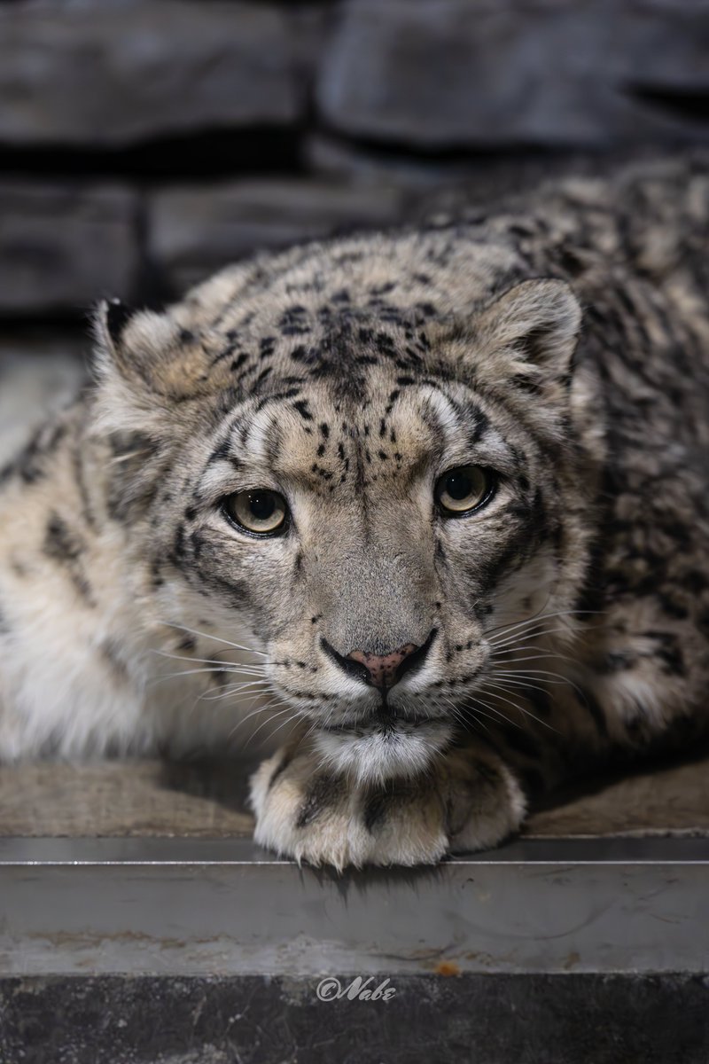 なべちゃん tweet media