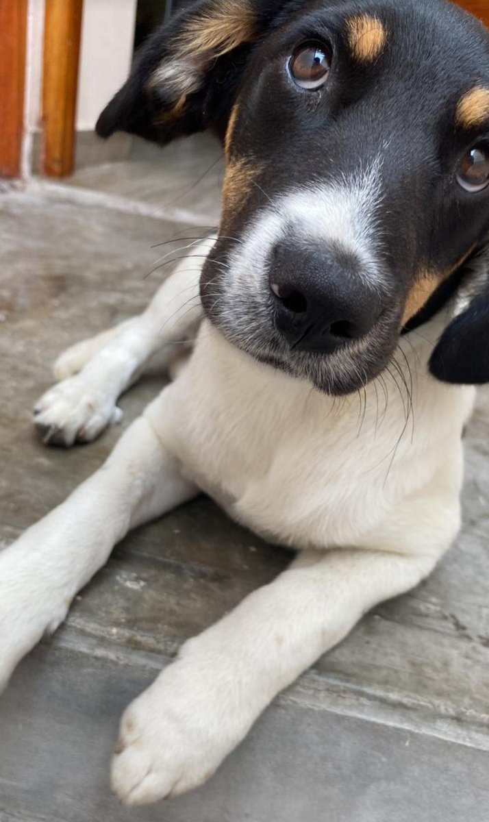 tmislv's tweet image. perro gei