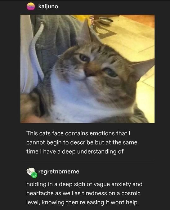 Punch Cat (@punchingcat) on Twitter photo 
