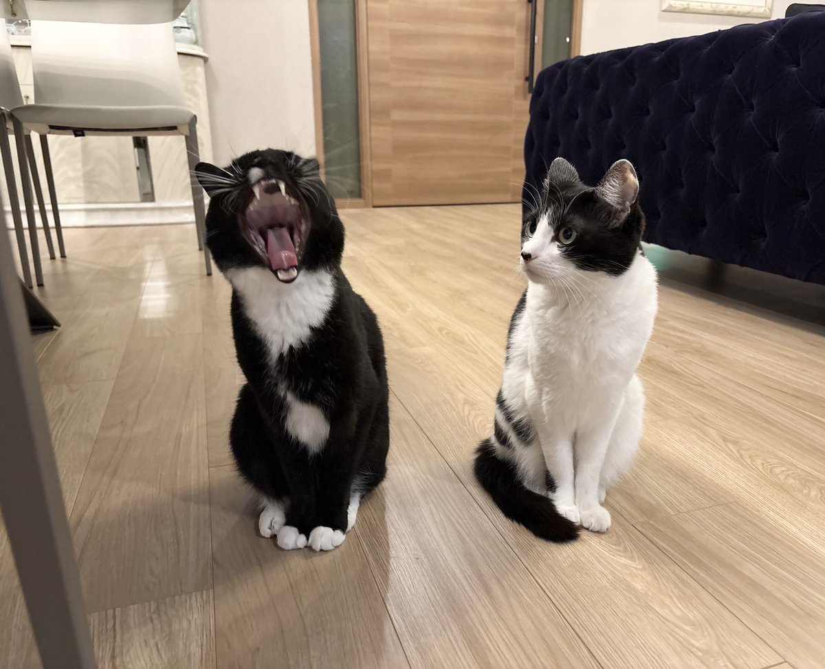 藤 あや子🐾 (@fuji_ayako) / Highlights / X