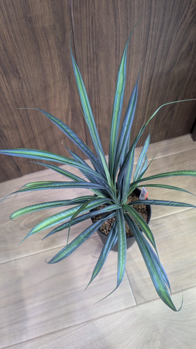 ありゅーあ (@sa_allure3838) / Posts / X