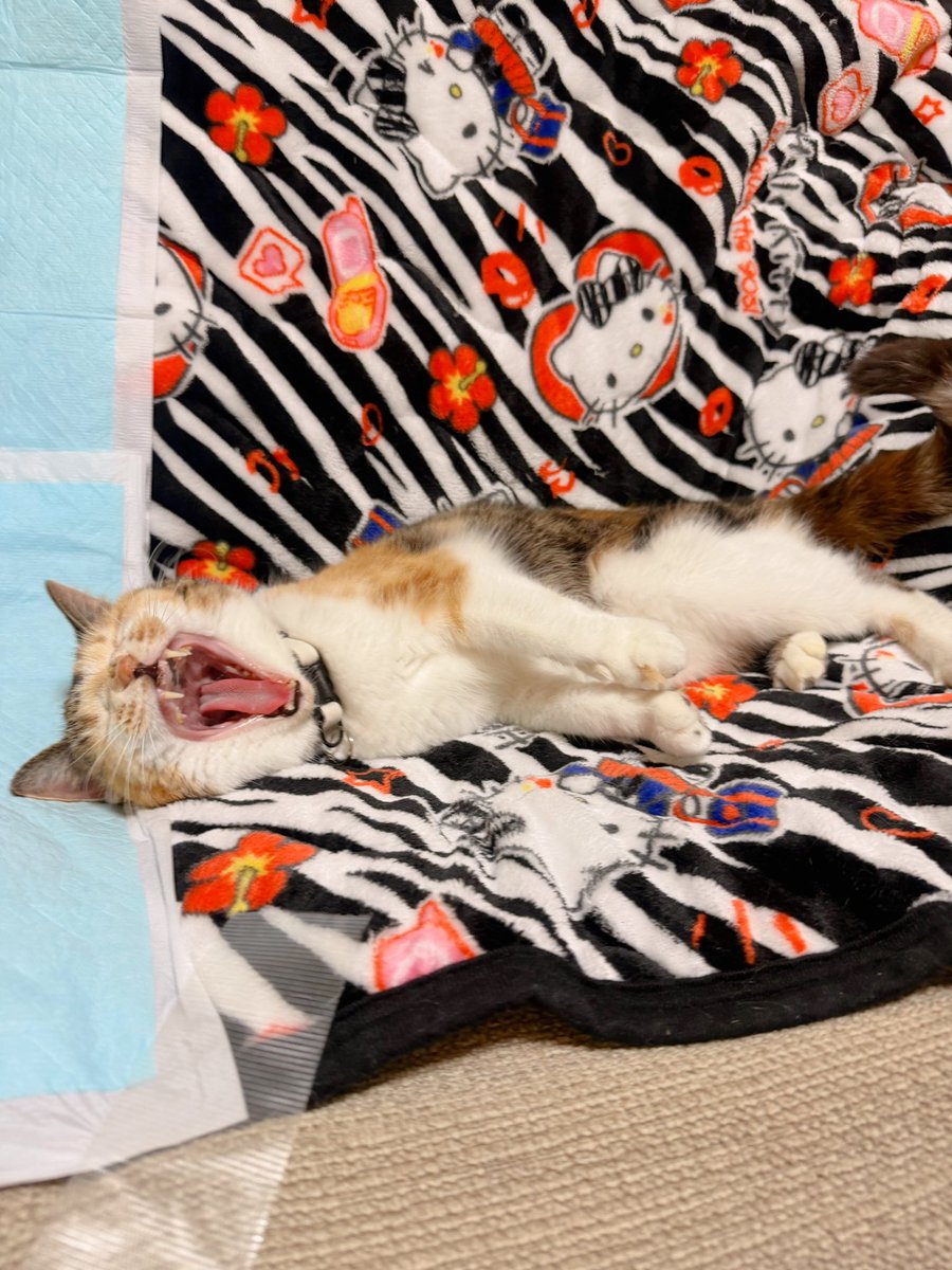 Post by あめちゃん🐱 on X: 🐱