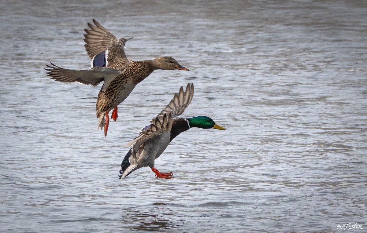 harry_fosters's tweet image. #Mud Lake in Ottawa was alive with active #ducks today and some surprises among all the Mallards. More to come later.#NaturePhotography