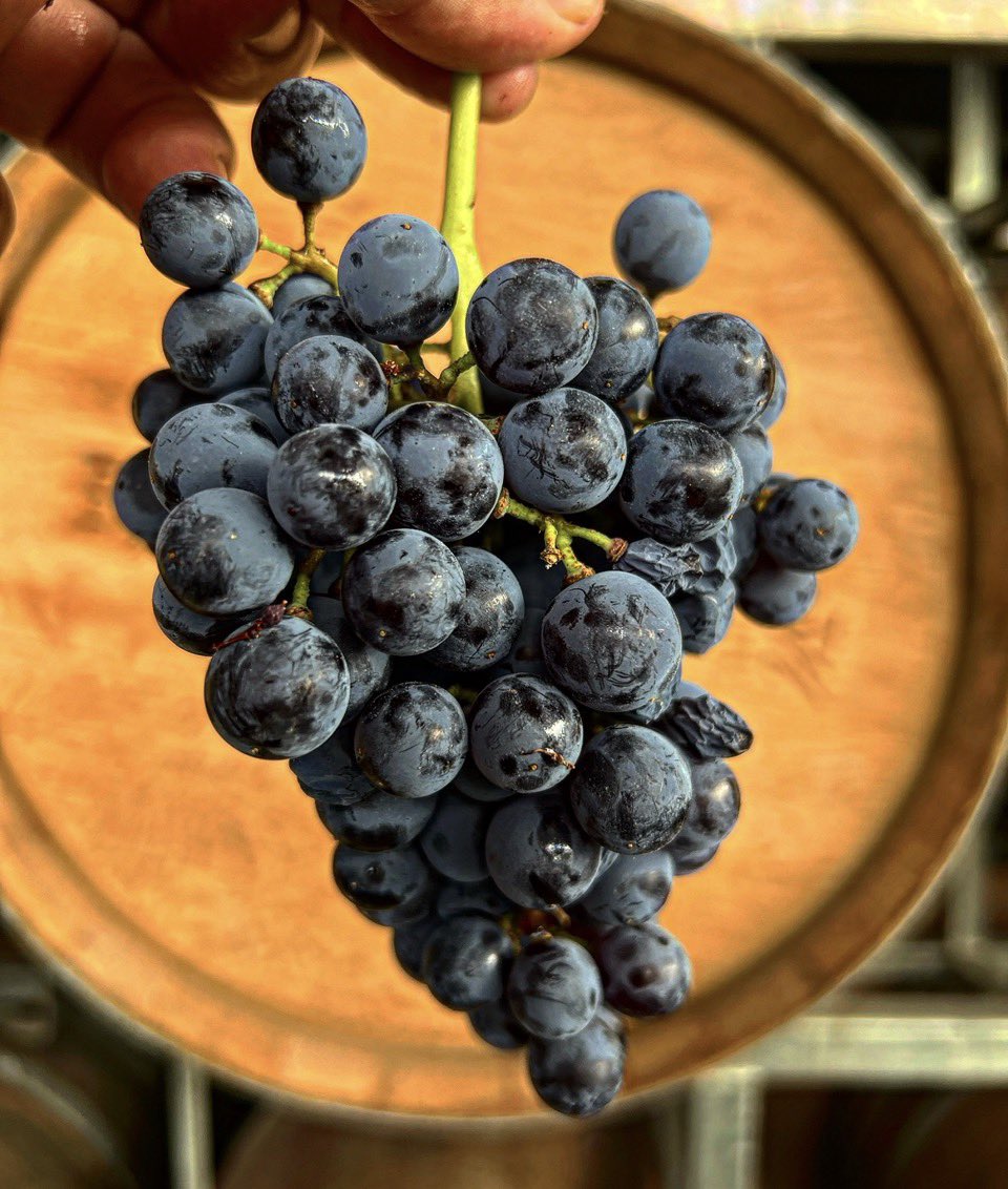 Esto es Malbec del corazón de El Cepilo #Mendoza