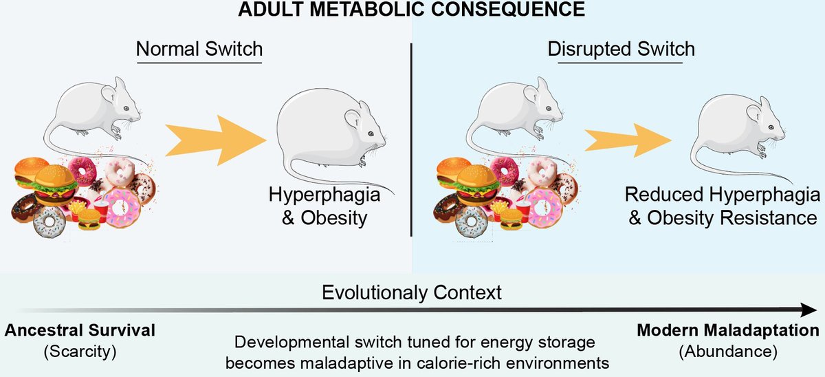 Chen Liu tweet media