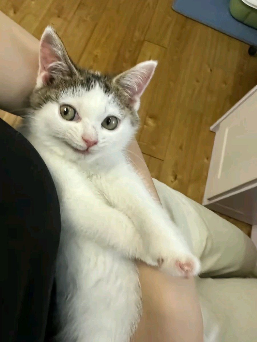 💖 (@twaniimals) on Twitter photo 