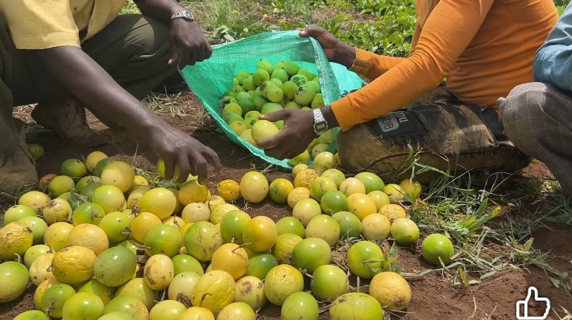 Theeastreview's tweet image. He encouraged Somali people and young people to invest in agriculture. Our land is rich and full of opportunity. Believe in your country. Instead of moving abroad, consider building your future at home.
Agriculture can create jobs, generate income, and strengthen our economy.