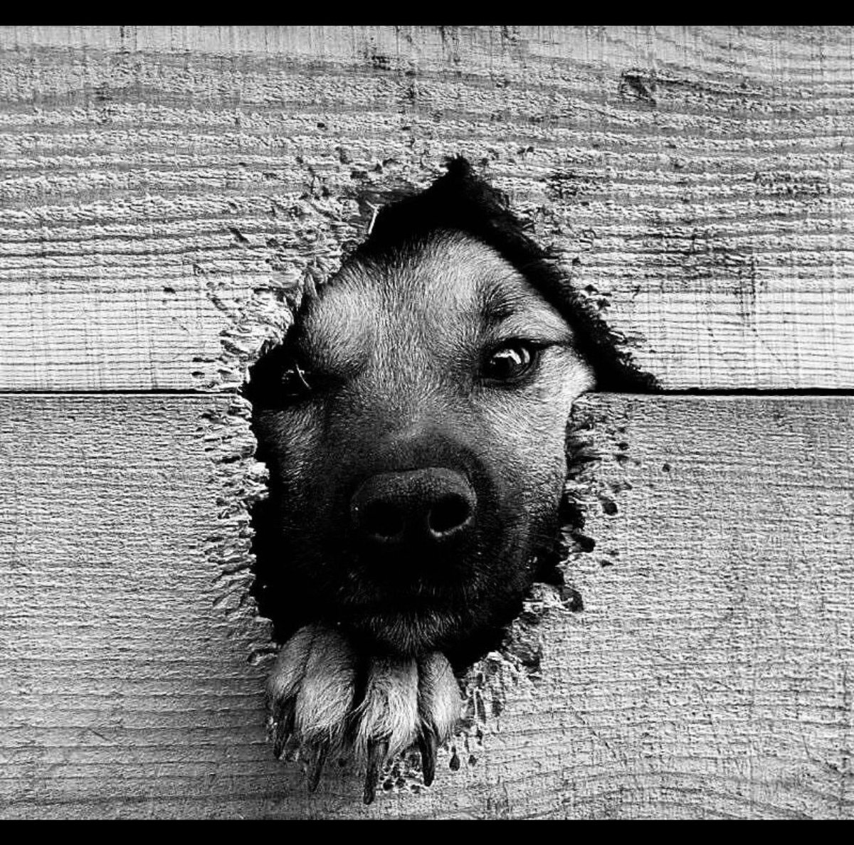 王藏 Wang Zang tweet media