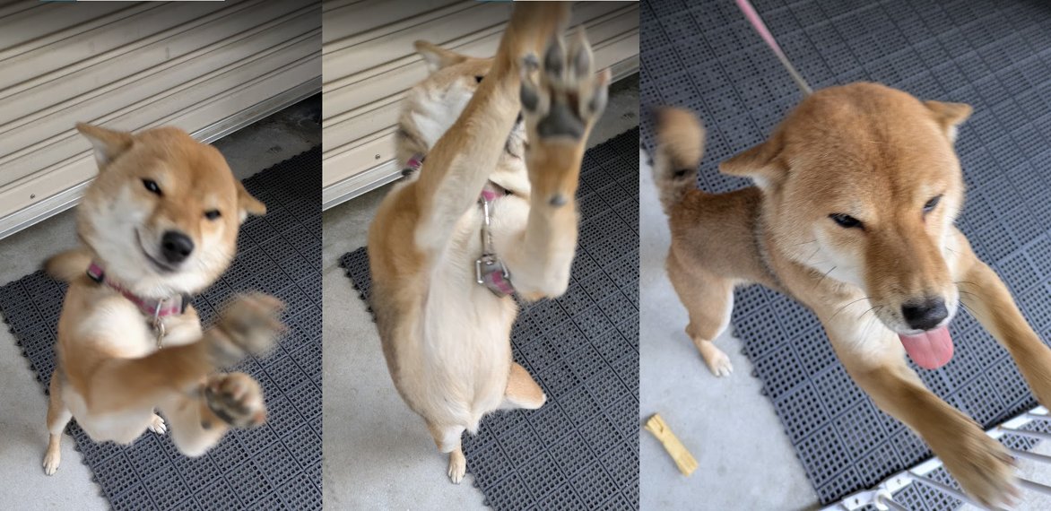 知らない家の犬に 大歓迎される