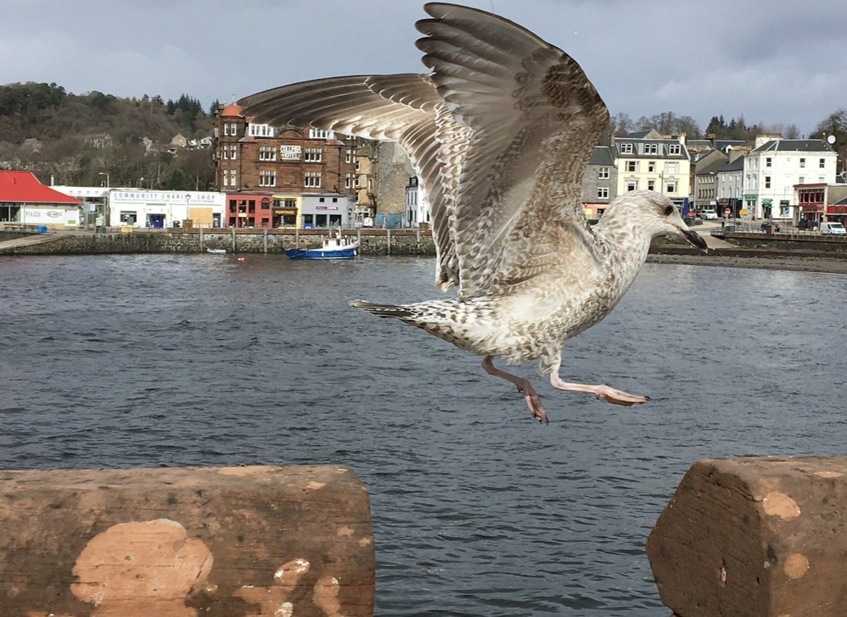 Incoming professional snack inspector
