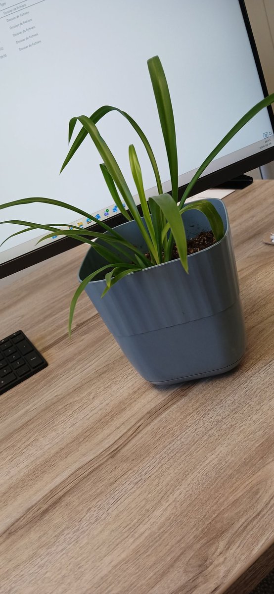 Les plantes sont les nouvelles roses😌

Thanks💚