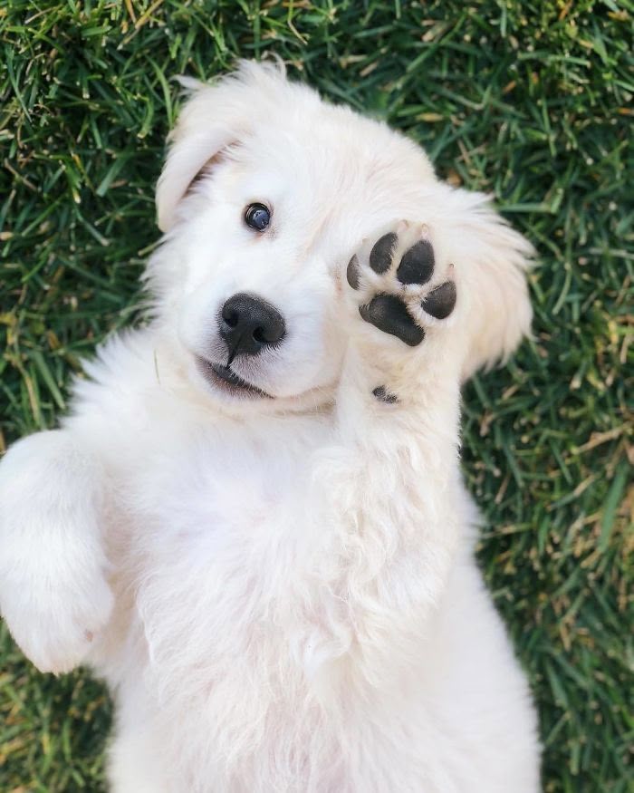 puppiesDoglover's tweet image. High five 🙏