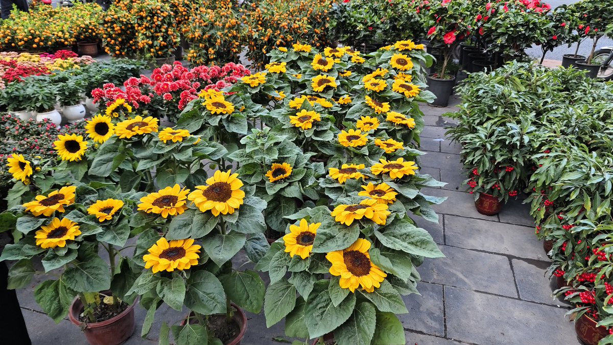 etong396's tweet photo. Flower market before Chinese New Year! https://t.co/MHkUZHiTcN