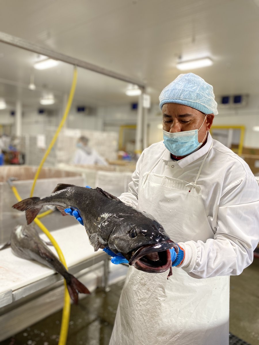 #DYK heart disease is the leading cause of death in the USA??😳🤯😵💔Be heart-healthy this February for #AmericanHeartMonth by enjoying delicious fish like black cod--it's one of the richest natural sources of essential Omega-3 fatty acids!🥰😋🐟#EatSeafoodAmerica <a href="/Seafood4Health/">Seafood Nutrition Partnership</a>