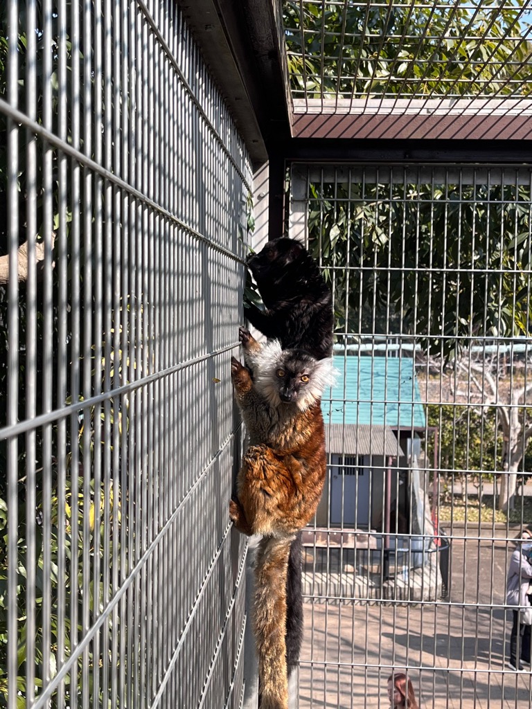 ichikawa_zoo's tweet image. 15日でクロキツネザル♀の愛称投票が終了しました。

1575票のうち612票で、、、、

チャイに決まりました！！
皆様たくさんの投票ありがとうございました！

#市川市動植物園
#市川ファン
#クロキツネザル
#チャイ

city.ichikawa.lg.jp/zoo/0000504711…