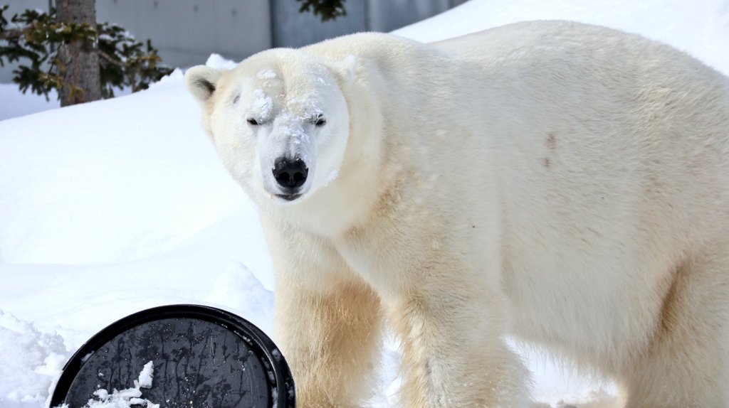 パンダコパンダ🐼 (@RiRiLOVE1513) / Posts / X