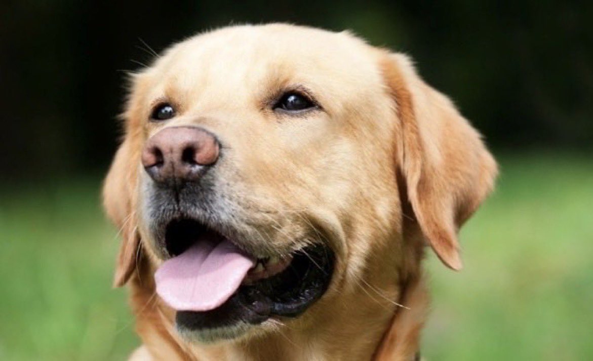 💥BREAKING: 

🇺🇸 Nick Shirley has exposed that even a Dog was registered to vote in California.

This is unbelievable!