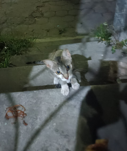 Caso 863
Gatita embarazada a muy temprana edad y en la calle. 
Quien la resguarda? 
Quien la esteriliza despues de 2 meses de dar a luz?
Escriba al 7361 5020
San Salvador