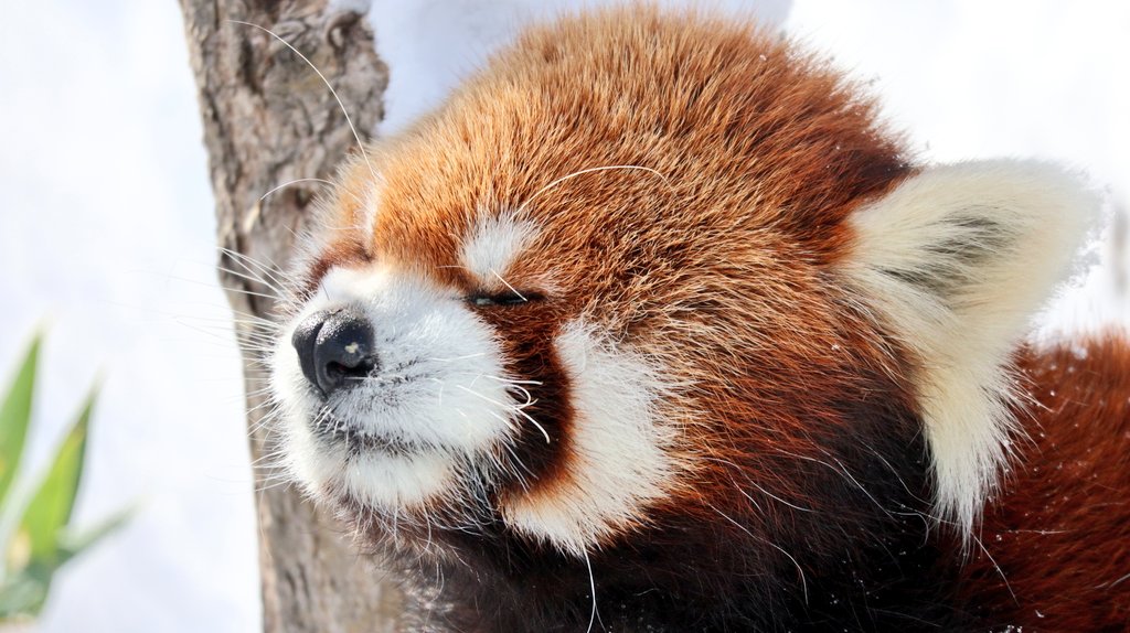 パンダコパンダ🐼 (@RiRiLOVE1513) / Posts / X