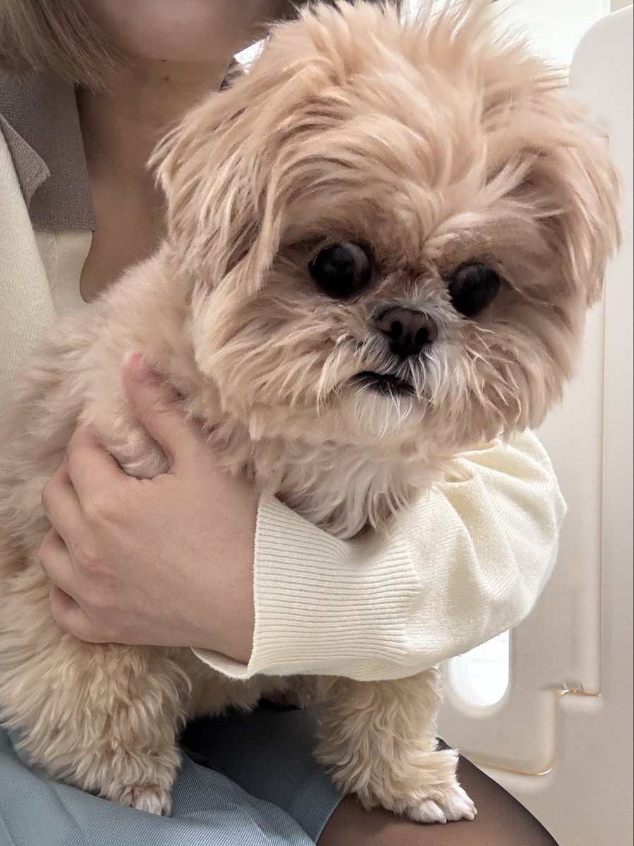 キアヌ💭きょとん顔のペキプー tweet media
