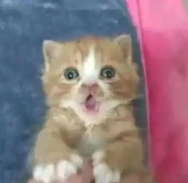 a32046262_apple's tweet photo. ໒꒰ྀི∩˃ ᵕ ˂∩꒱ྀི১𝘾𝙝𝙪 𝙙𝙖𝙮 💦𐔌՞ ܸ.ˬ.ܸ ՞𐦯
. 
. 
. 
. 
. 
. 
. 
. 
#nsfwtwtً  #nsfwtwtًً  #nsfwtwtًً #nsfwtwtًًًٌٌٍِّْْٓb #nsfwtwtًً https://t.co/4dbfxajv6o