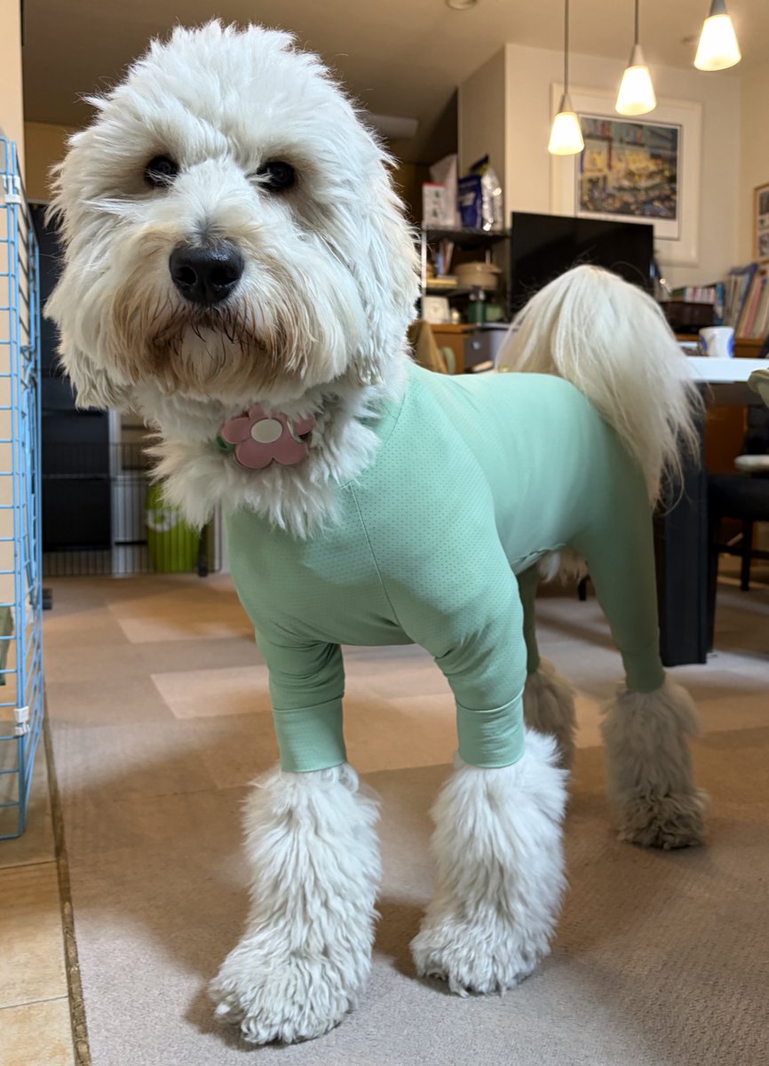 すごい、怪獣ブーツ犬のツイートがものすごい勢いで伸びている…