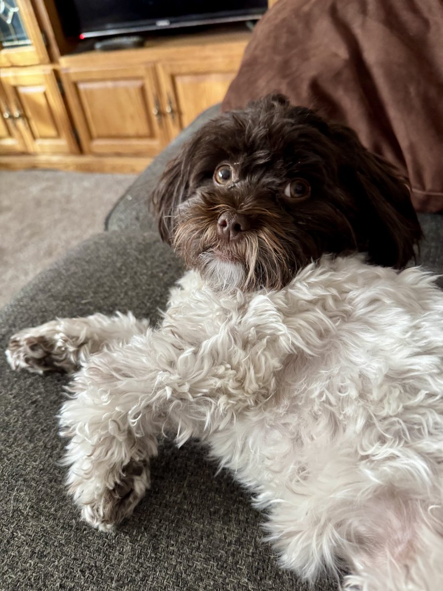 Maxganium64's tweet photo. @MingxiTzu Drizzle was named because she is brown and white, like chocolate drizzle on an ice cream sundae! It was also drizzling when we picked her up https://t.co/dflOzkoB7e