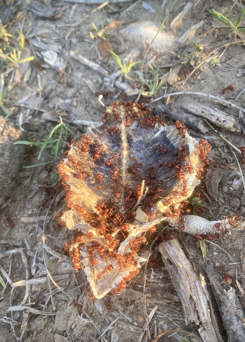 One of the stranger things I’ve seen as a naturalist: a Texas horned lizard being consumed by harvester ants. Usually, it’s the horned lizards eating the ants but this time, the roles were reversed. 😬🐜