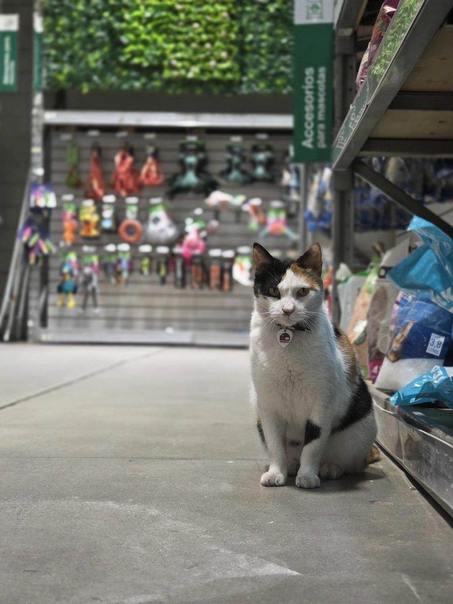 EL NEGRO MCCARTNEY tweet media
