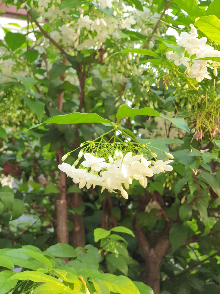 ดอกไม้ไทยแข่งกันปล่อยกลิ่นหอมอบอวลไปทั้งหมู่บ้าน เดินออกกำลังกายดมกลิ่นหอมๆไป ชื่นใจมากๆ
-ราชาวดี
-ชมนาถ
-โมก