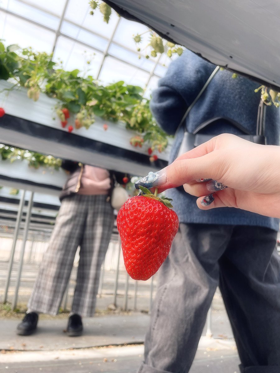 HinacoBlog's tweet photo. 🍓 https://t.co/Yn9bkzKxso