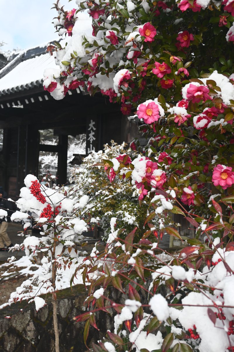 雪の日の花

1枚目：八坂神社 梅
2枚目：円山公園 梅
3枚目：宇治川派流 ロウバイ
4枚目：南禅寺 サザンカ

2026.2.8撮影