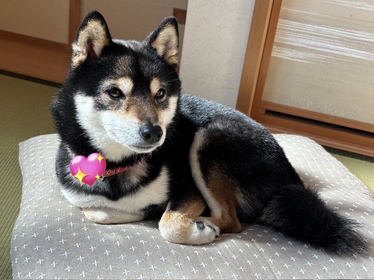 黒豆柴銀次郎 (@kuromameginjiro) / Posts / X