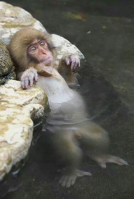 gatomotorista1's tweet image. chilling on da 'cuzzi or maybe not #haha