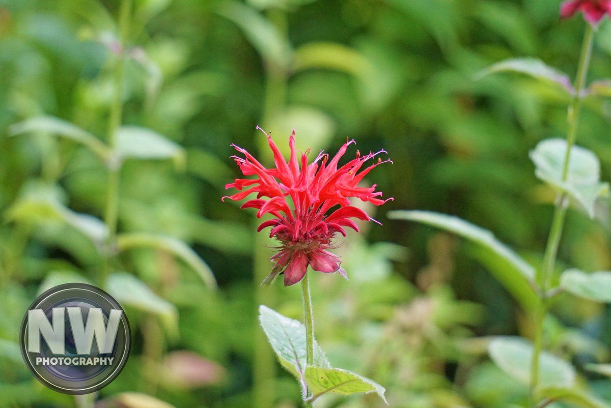nuclearwh1stle's tweet photo. Prints are available of this photo. Please message me on here, if you're interested. #photography #nature #naturephotography #flowers #flowerphotography #beebalm #bergamot #oswegotea #wildersteinhistoricsite #rhinebeck #rhinebeckny #HudsonValley #newyork https://t.co/XWeEvjYDFt