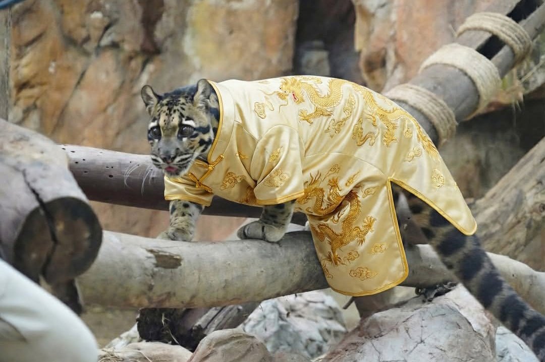 ไนท์ซาฟารีจับมาใส่กี่เพ้ารับตรุษจีนให้หมด พี่สิงหล่อตี๋มากอ่ะ