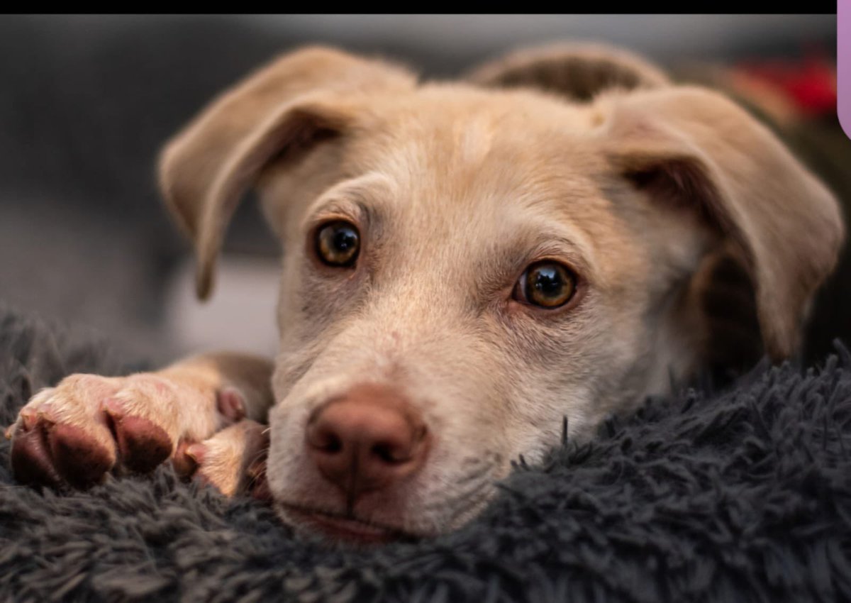 Winston.🐾

4 meses,será talla mediana,se entrega con protocolo de salud de acuerdo a su edad.

¿Lo adoptas?
Estamos en CDMX.
#AdoptaNoCompres